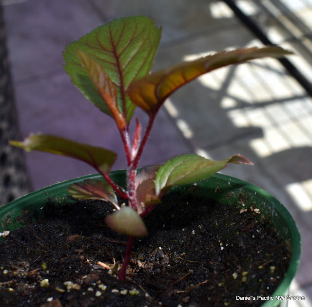 apple seedling