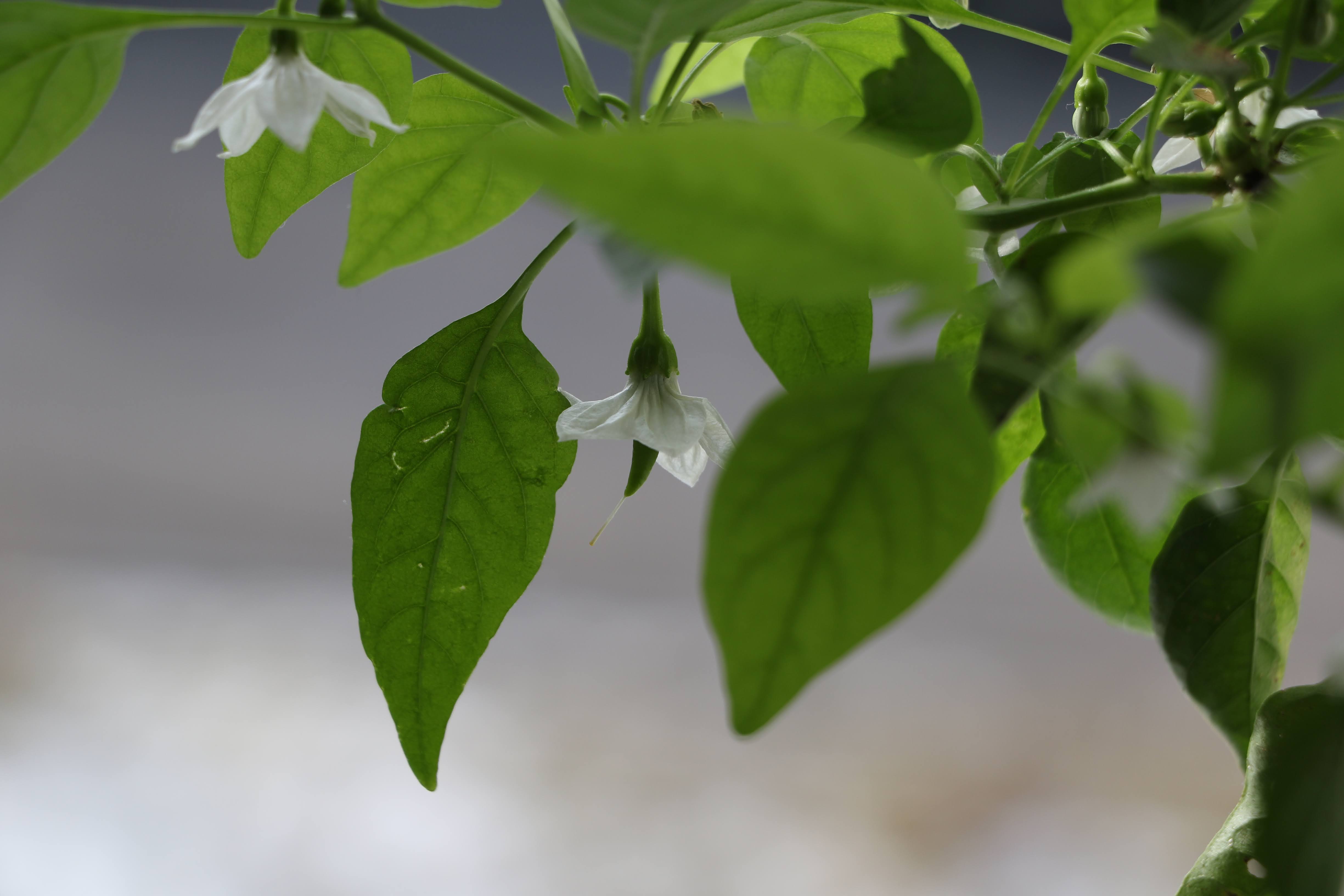 Peperoni und Paprika säen, pflanzen, ernten und überwintern Ein