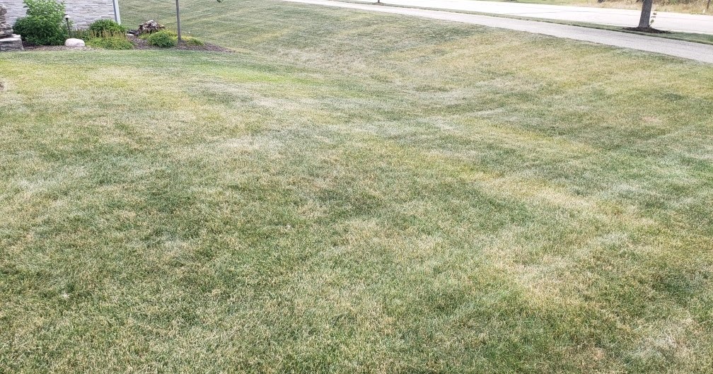 Lawn*Doctor Lawn Care Insights Why is my lawn turning brown so quickly