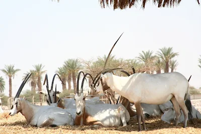 The Arabian Oryx Facts