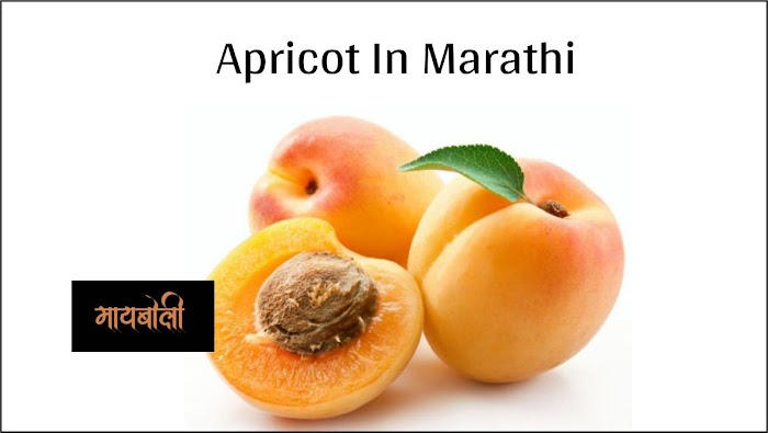 Benefits Of Apricot In Marathi - जर्दाळू खाण्याचे फायदे