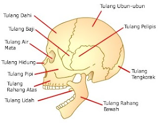 Sistem Gerak pada Manusia