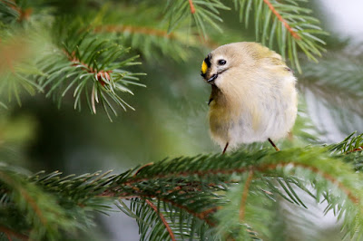 Желтоголовый королек (Regulus regulus). Goldcrest