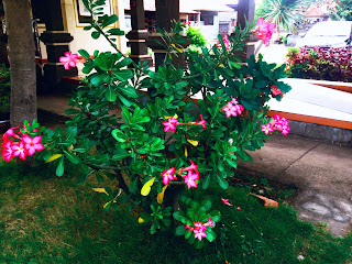 Adenium Obesum, Jepun Jepang, or Kamboja Jepang Flower Plant