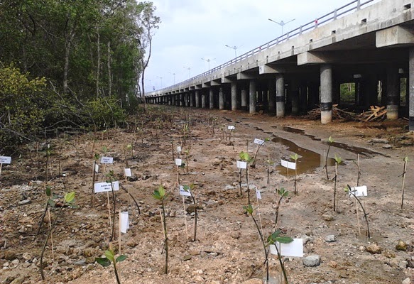 Hijaukan Jalan Tol Bali Mandara Lewat Penanaman Mangrove
