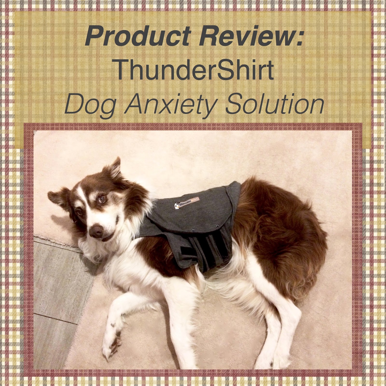 Lost Cat Books Product Review Thundershirt! Dog Anxiety Solution