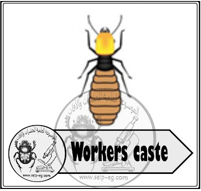 Workers caste