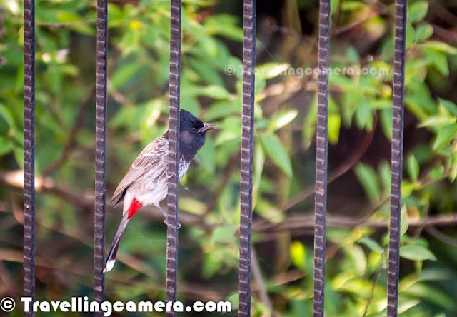 Bird of the month, Himalayan Bulbul, bulbul, Red-Vented Bulbul, passerine birds, Birding, Bird Photography, Nature