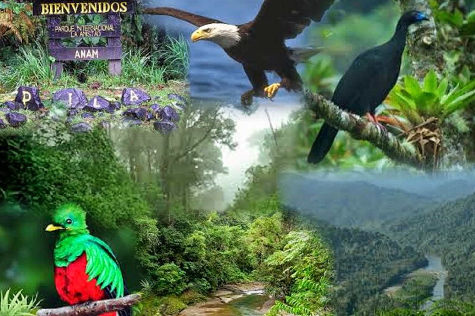 Grupo C3 Parques Nacionales de Panamá Parque Nacional La Amistad Grupo C3 Parques Nacionales de Panamá Parque Nacional La Amistad