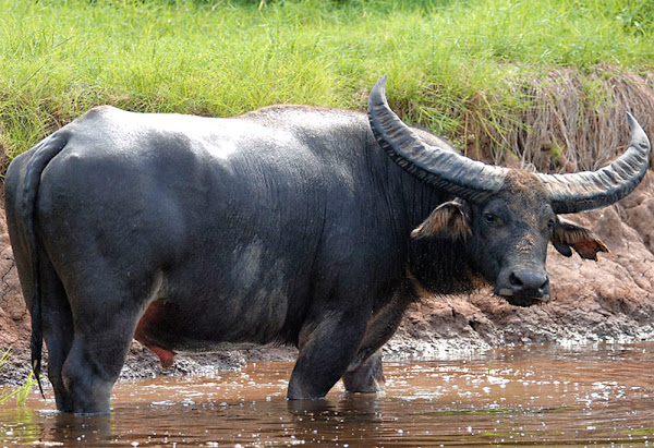 Australian Buffalo Characteristics Feeding Uses