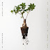 Caroline Shaw/Sō Percussion - Let the Soil Play Its Simple Part Music Album Reviews