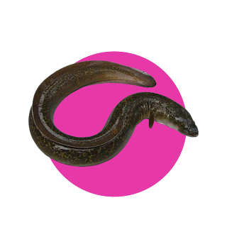 Gambar : Ikan Sidat - Bahan Generos Gold Gambar : Ikan Sidat - Bahan Generos Gold