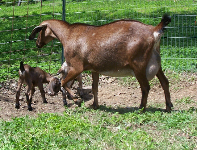 A brown Nubian dairy goat with her newborn twins.