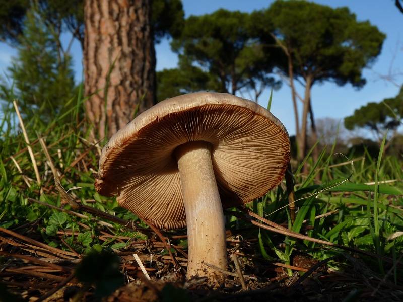 Dehesa de la Villa Naturaleza viva: febrero 2012