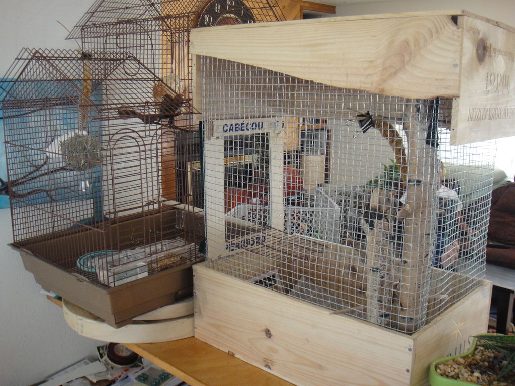 Bird In Everything Build Bird Cage