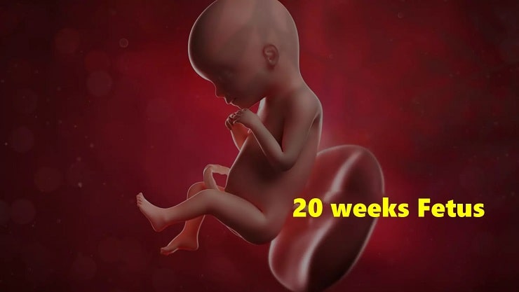 20 week pregnancy in Hindi