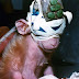 La desgarradora historia de Britches, el mono emblema contra la experimentación animal