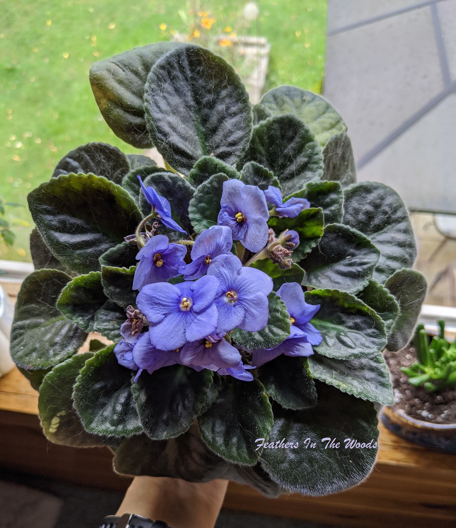 Are African Violets Poisonous To Cats And Dogs