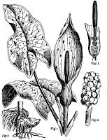 Diagram of Arum maculatum showing the elongated spadix