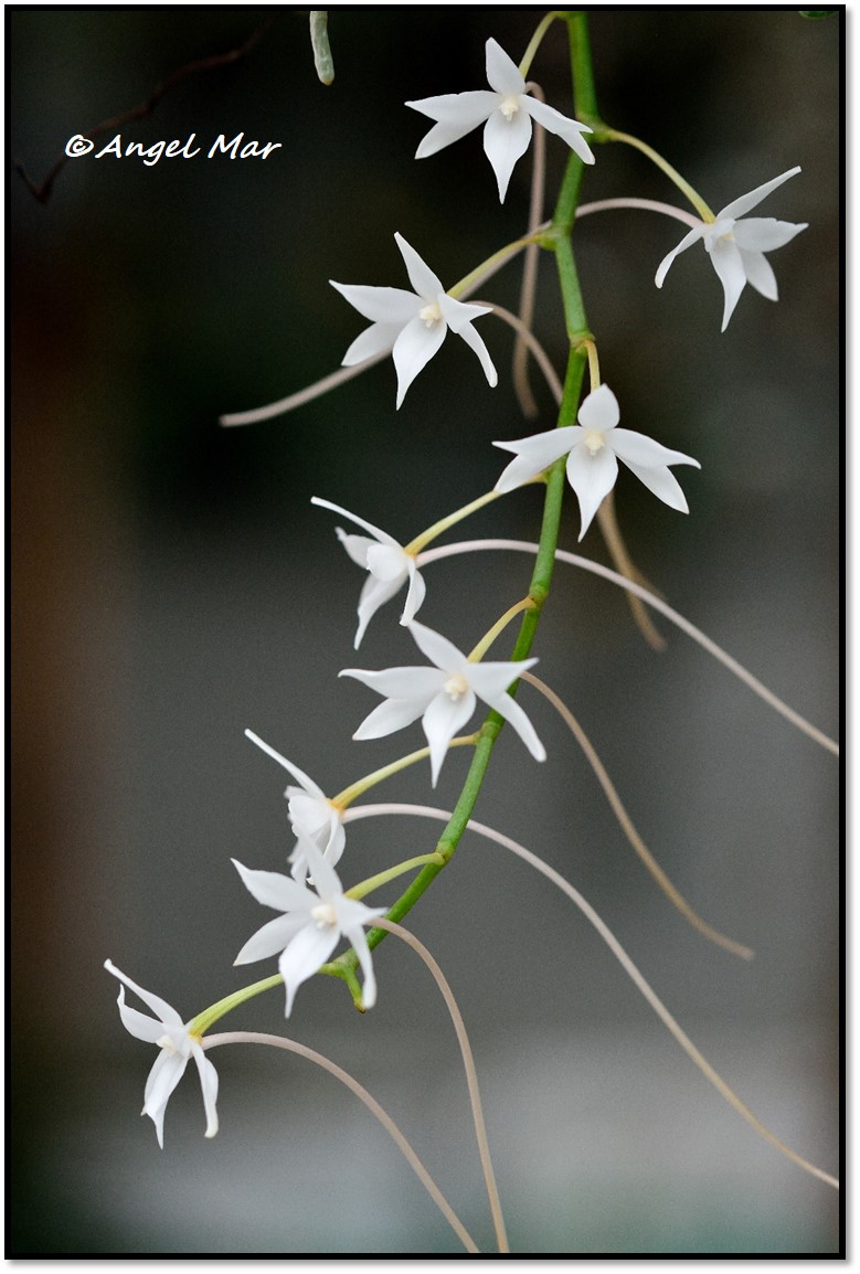 Orquídeas Blog de Angel Mar: Aerangis stylosa - La perfumada floración de  esta primavera - Scented bloom this spring