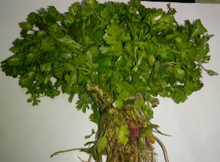 कैसे रखे धनिये को ज्यादा समय तक ताजा (How to keep coriander leaves fresh for long time)