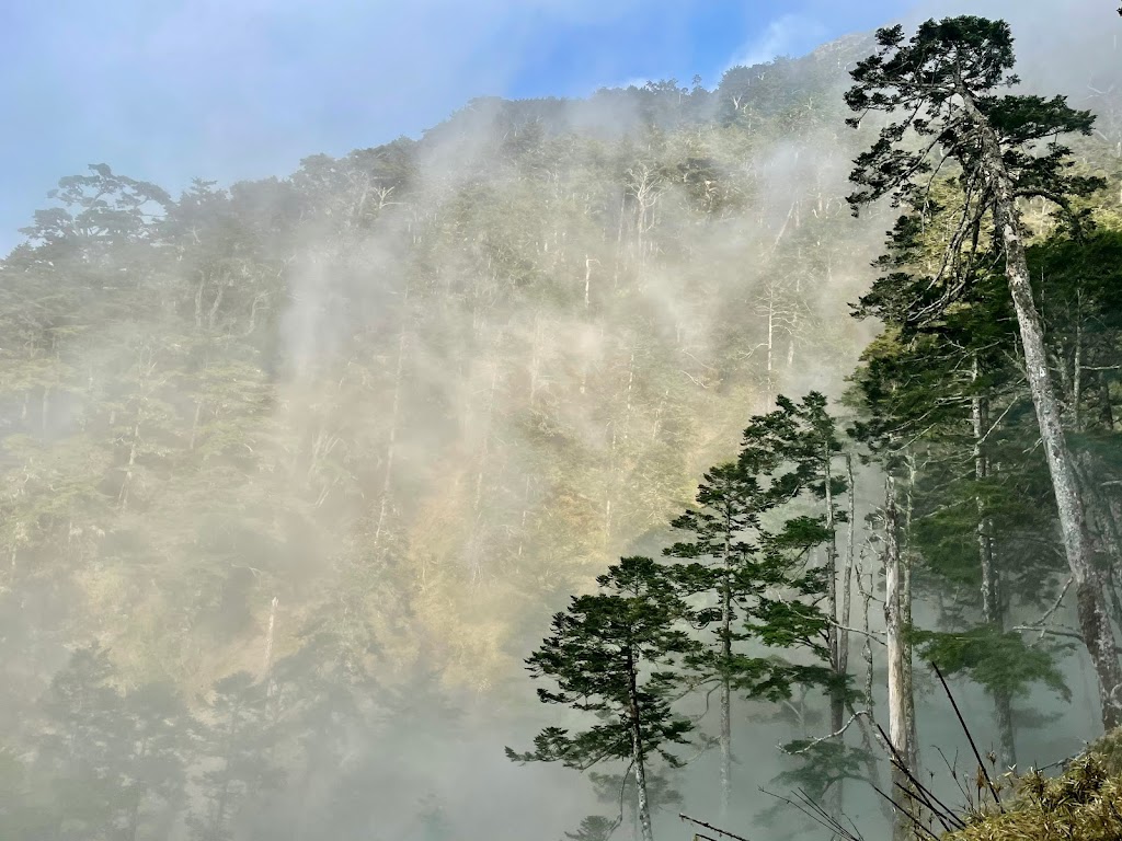 雲霧鐵杉林