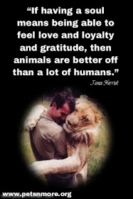  animal, dog, cat, pet, animal, inspiring quotes for animal lovers, petsnmore.org, lion,
