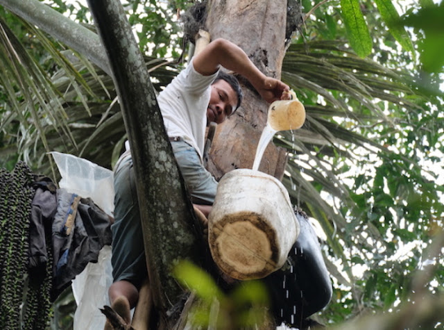 Nasib Lapo Minuman Tuak dan "Tambul"  Jika Larangan Mengkonsumsi Disahkan Oleh DPR RI