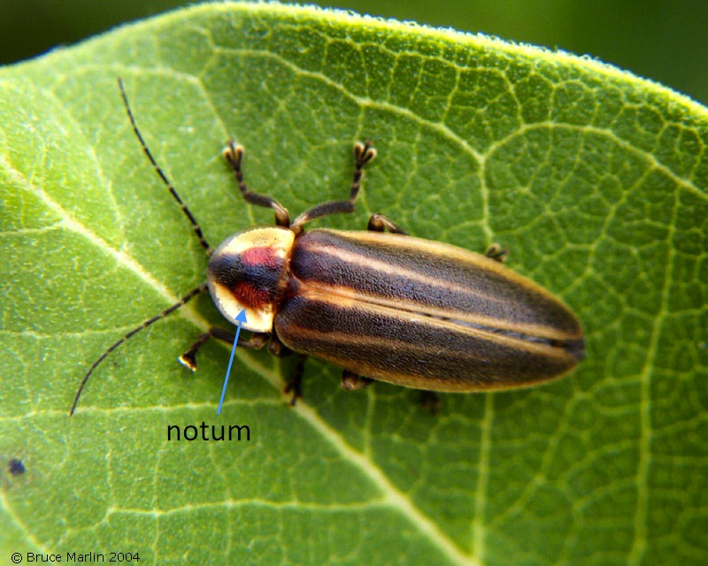 천일야화 so beautiful bug 17 soldier beetle