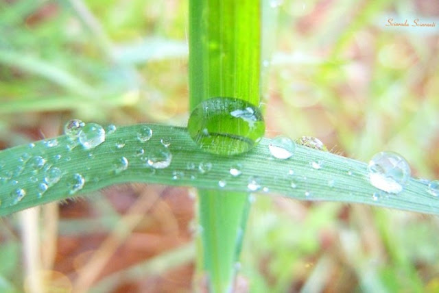 Croce di foglie di fresie con gocce d'acqua