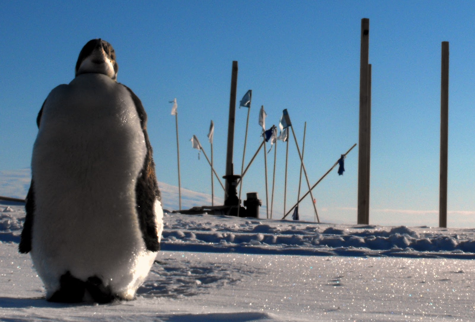 La Aventura Escrita: The Emperor Penguin (Aptenodytes forsteri)