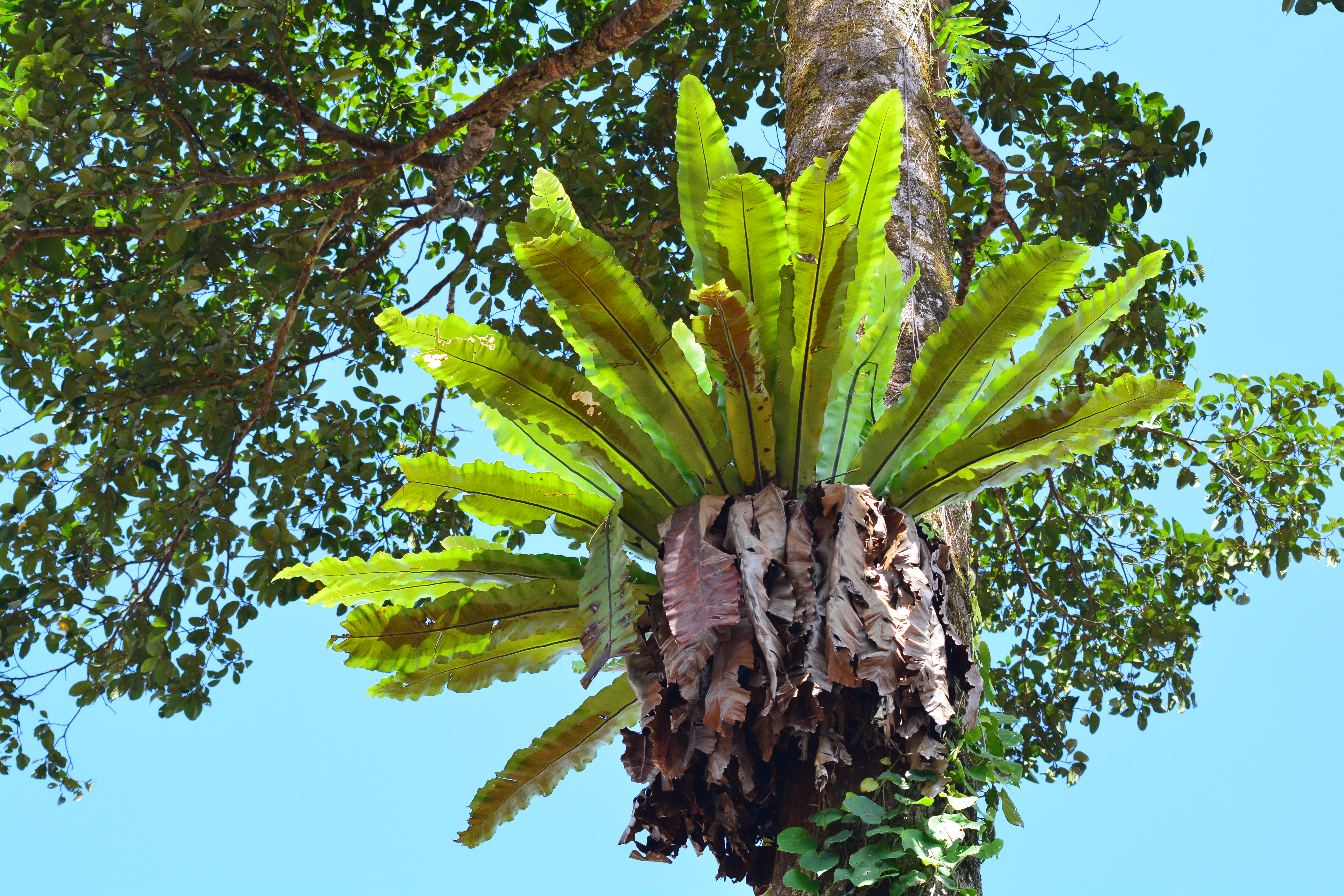Kadaka Asplenium Nidus L Paku Sarang Burung Tanaman Hias Daun Yang Epifit Planter And Forester