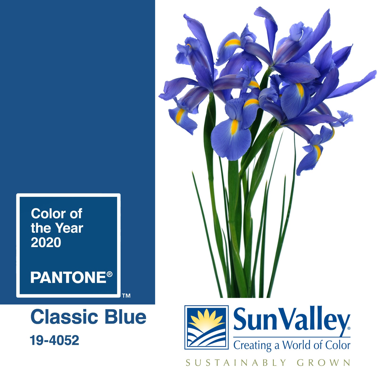 Flower talk. Pantone 18-3943 синий Ирис / Blue Iris (2008). Pantone Black Iris.