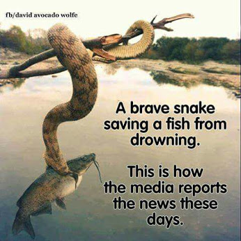 Funny memes, a brave snake saving a fish from drowning