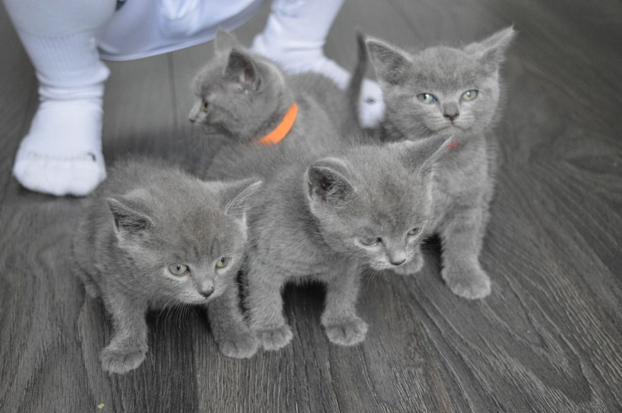 Kuwait Cats And Kittens Sales And Adoption Kuwait Kittens And Cats