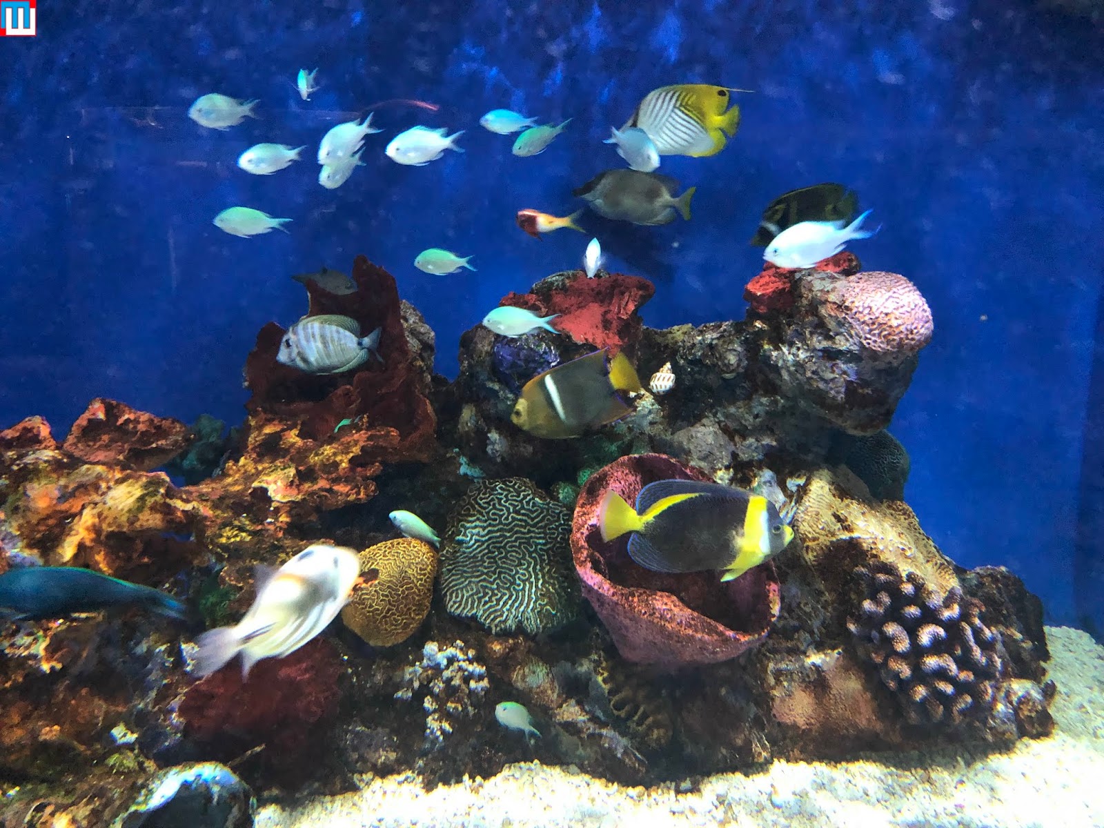 MidwestInfoGuide Aquarium of Niagara (Niagara Falls)