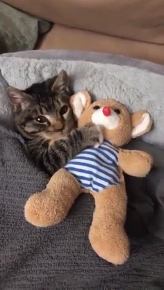 Kucing Bersin Bersin Cara Mengobati Kucing Terserang Flu Inspirasi Pintar
