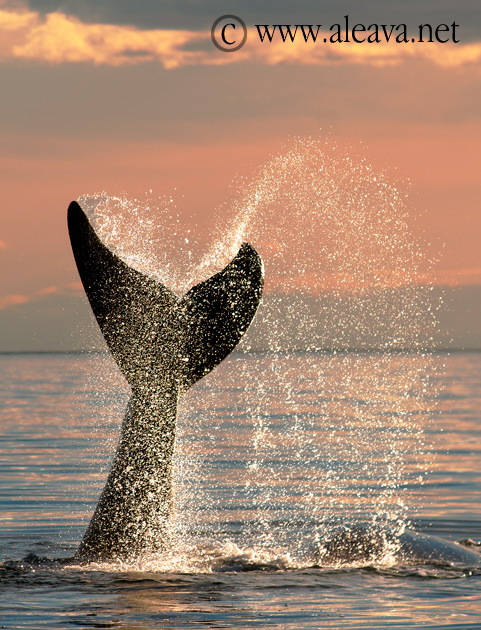 Marine Wildlife Guide of  Peninsula Valdes - English Version