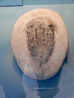 バレンシア自然史博物館(Natural Science Museum of Valencia) 三葉虫化石