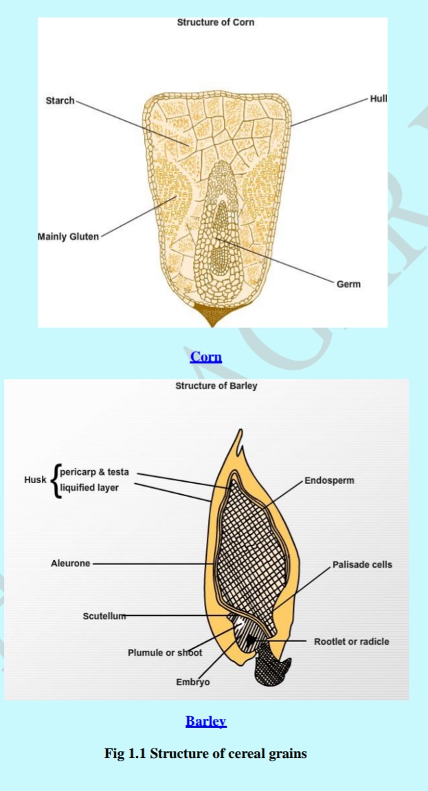 Structure and Composition of Cereal Grains