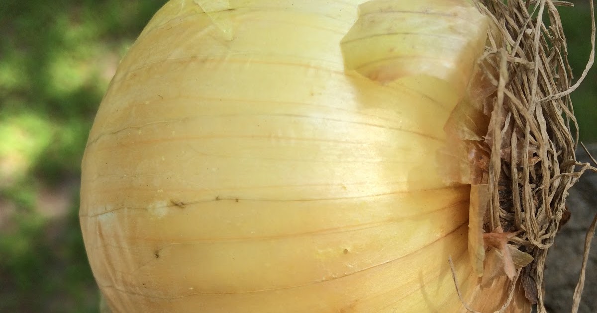 Modified Leaf of a Plant