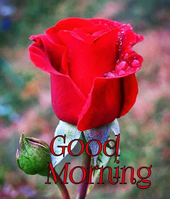 Good Morning Images For Whatsapp Good Morning Images For Whatsapp