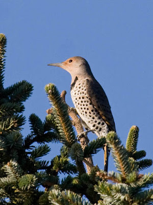 Photo of Northern Flicker in tree