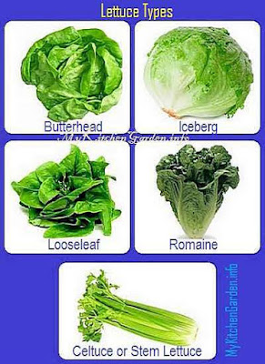 Growing Lettuce : Planting and Harvesting Lettuce Plants