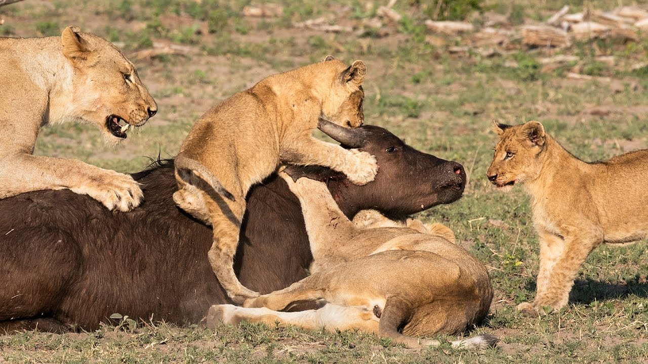 Динамичное противостояние в дикой природе