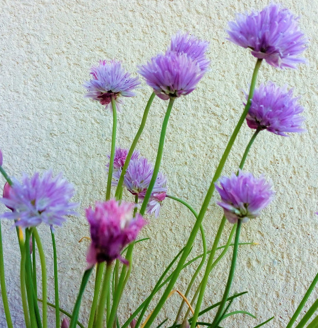 Cebollino (Allium schoenoprasum L.).