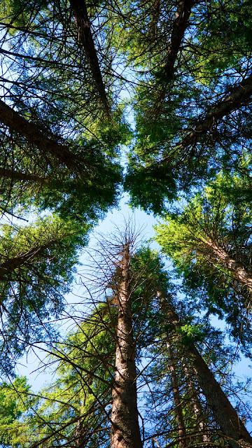 Forest Bottom View wallpaper image Forest Bottom View wallpaper image