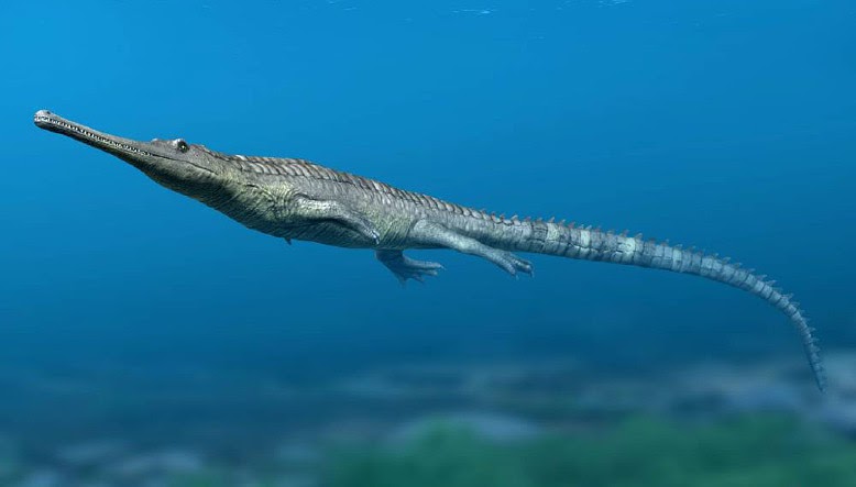 Uzun burunlu timsah (Hint gayvali) hakkında detaylı Bilgiler