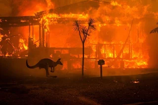 Ultrapassa um bilhão o número de animais mortos por conta dos incêndios avassaladores que castigam a Austrália desde novembro do ano passado. 