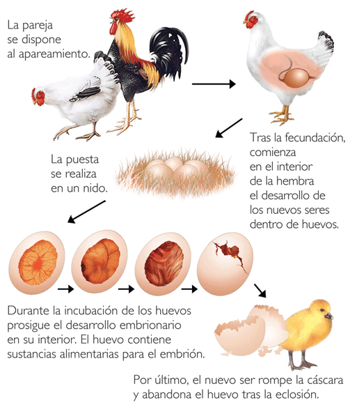 El huevo no es un pollo